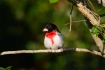 Grosbeak;One;Pheucticus-ludovicianus;Rose-breasted-Grosbeak;avifauna;bird;birds;